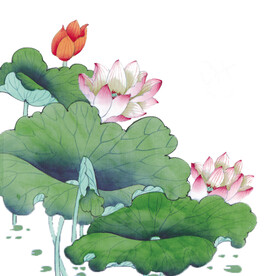 荷花素材