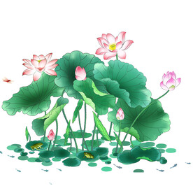 荷花素材