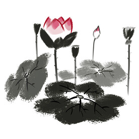 荷花素材