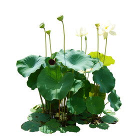 荷花素材