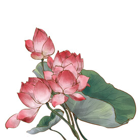 荷花素材