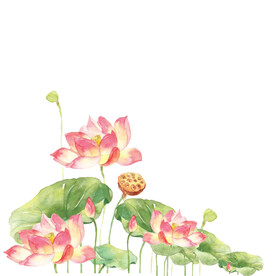 荷花素材
