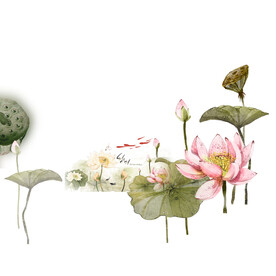 荷花素材