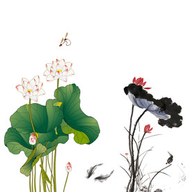 荷花素材