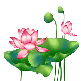 荷花素材