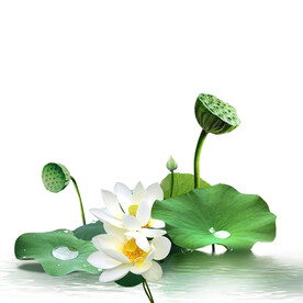 荷花素材