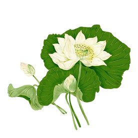 荷花素材