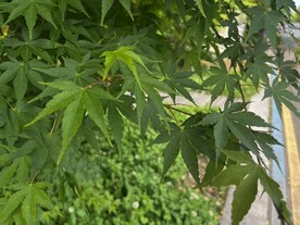 枫叶