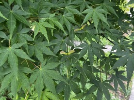 枫叶