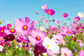 桑格花