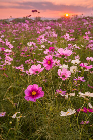 桑格花