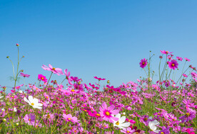 格桑花