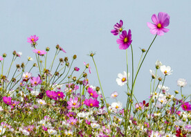 格桑花
