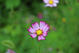 格桑花