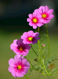 波斯菊