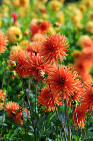 大丽花