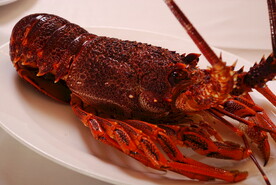 澳洲龙虾