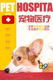 宠物海报