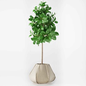 C4D模型 绿色植物