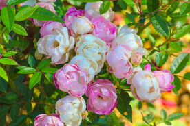 月季花