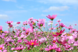 波斯花