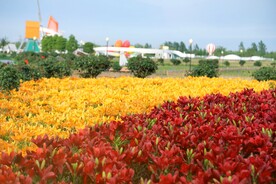 花海