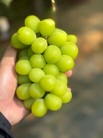 葡萄