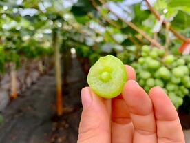 葡萄