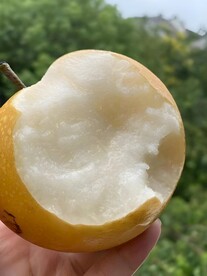 雪梨