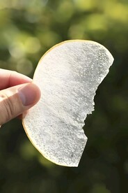 雪梨