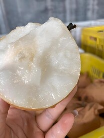 雪梨