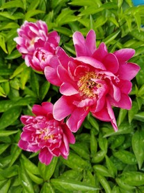 芍药