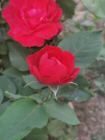 月季花
