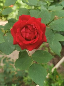 月季花