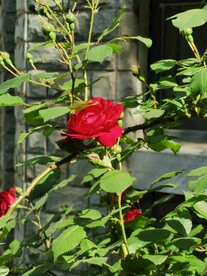 月季花