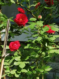 月季花