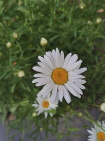 大滨菊