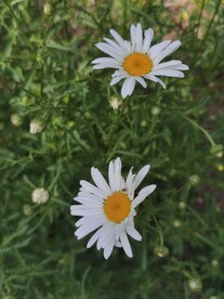 大滨菊