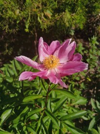 芍药