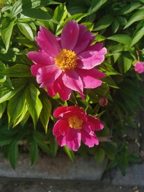 芍药