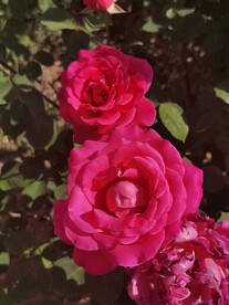 月季花