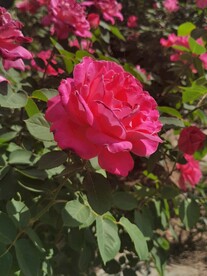 月季花