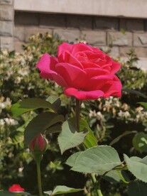 月季花