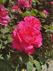 月季花