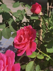 月季花