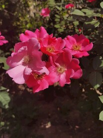 月季花