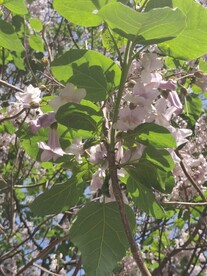 梧桐花