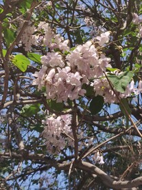 梧桐花
