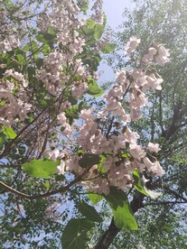 梧桐花