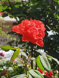 月季花